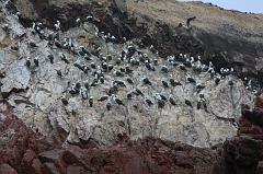 1173-Isole Ballestas,19 luglio 2013